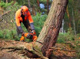 Leaf Removal in Boyd, TX