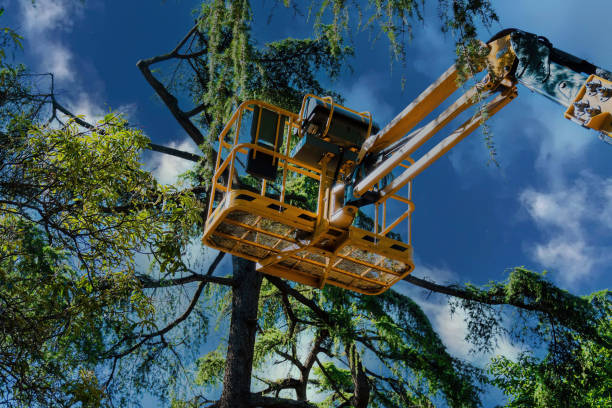 Trusted Boyd, TX Tree Services Experts